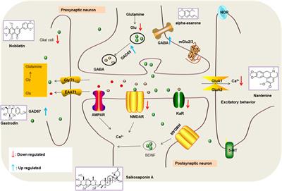 Natural Medicines for the Treatment of Epilepsy: Bioactive Components, Pharmacology and Mechanism